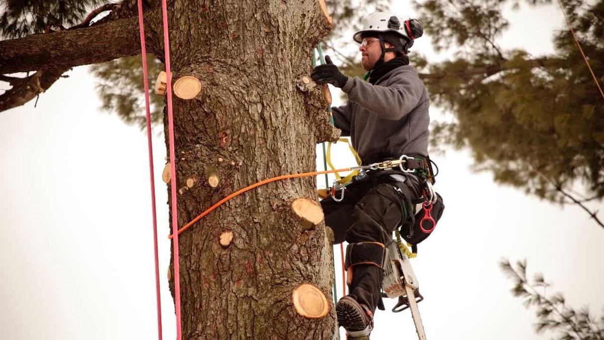 The Dangers of DIY Tree Branch Removal - Better Left to the Professionals