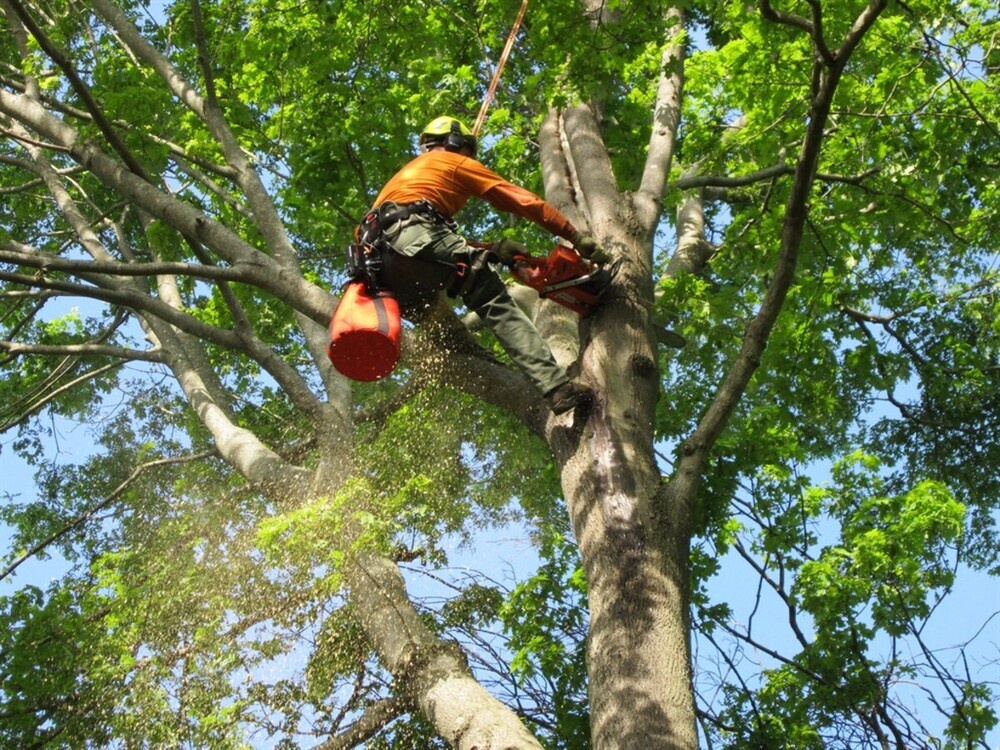 Tree care Auckland