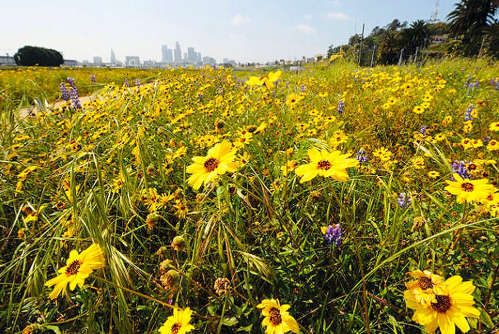 How Wildflowers Improve Your Farming System