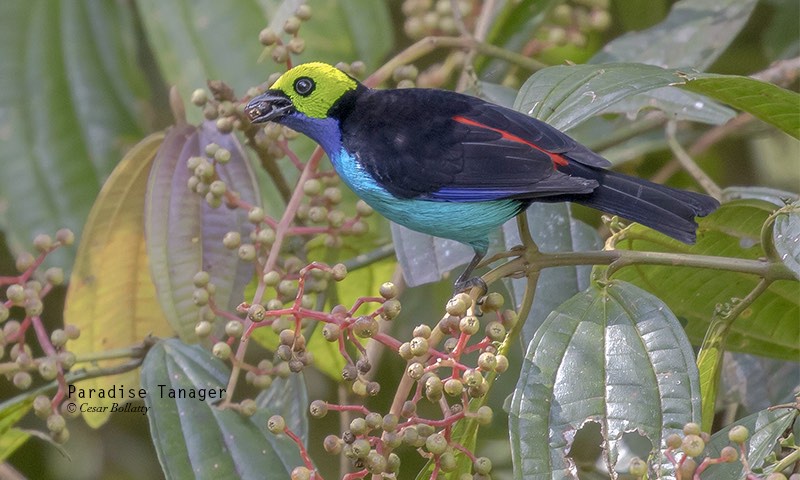 Northern Peru: The Heaven of Greenery and Beautiful Birds