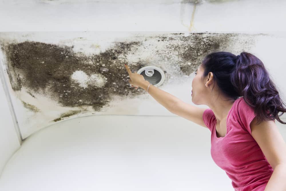 Mold Removal in Doral FL: Associate With The Top Services