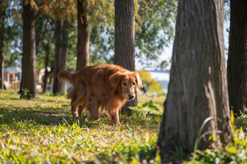 The Surprising Health Benefits of Feeding Your Dog Insects