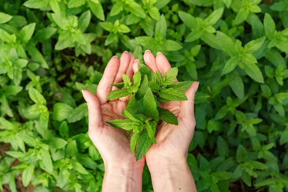 Tulsi Plants: The Ultimate Natural Remedy for Common Ailments