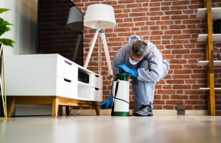 The Importance of End of Lease Pest Control for Your Next Hobart Rental Property