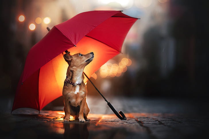 5 rainy day dog walking essentials