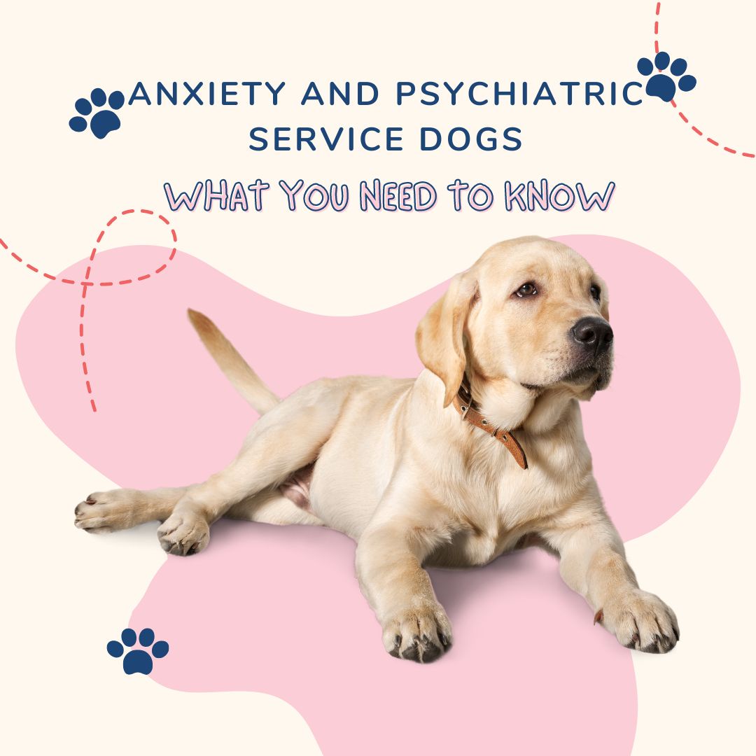 how-can-psychiatric-service-dogs-help-with-anxiety-theamberpost