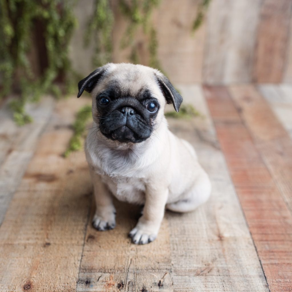 Find Your Furry Companion: Adorable Pug Puppies for Sale, Including Male pug puppies for sale