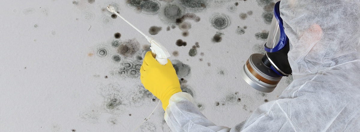 Choosing the Right Mold Testing and Cleaning Company