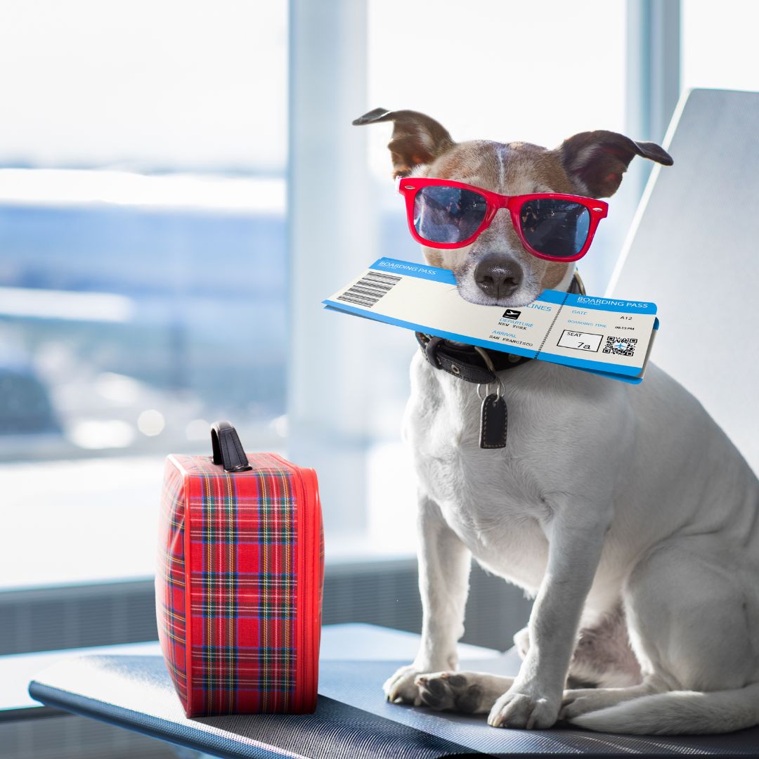Top Five Best Airlines To Fly With Dogs