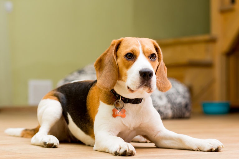 Why Beagles Make Great Family Pets and Where to Find Them