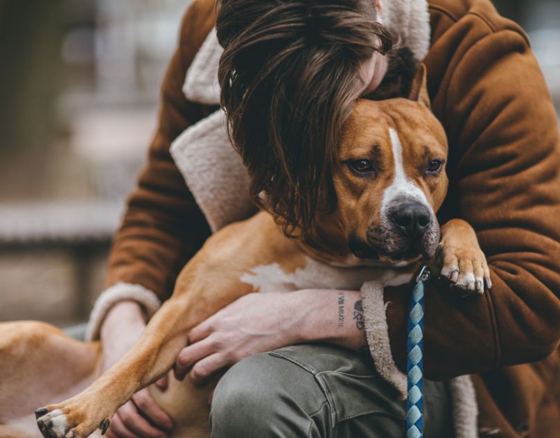 How To Certify An Emotional Support Dog - A complete Guide