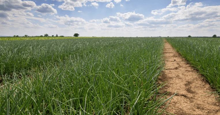 How Long Do Onions Take To Harvest