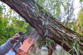 The Importance of Professional Tree Removal in Van Nuys: Keeping Your Property Safe and Beautiful