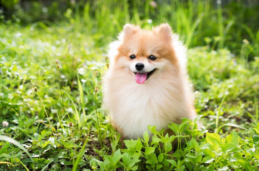 The Pros and Cons of Owning a Fluffy Dog