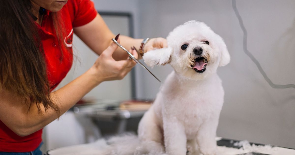 Professional Dog Grooming: From Head to Tail
