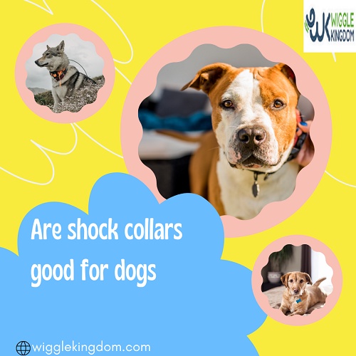 Buy Budget Friendly Puppy Shock Collar
