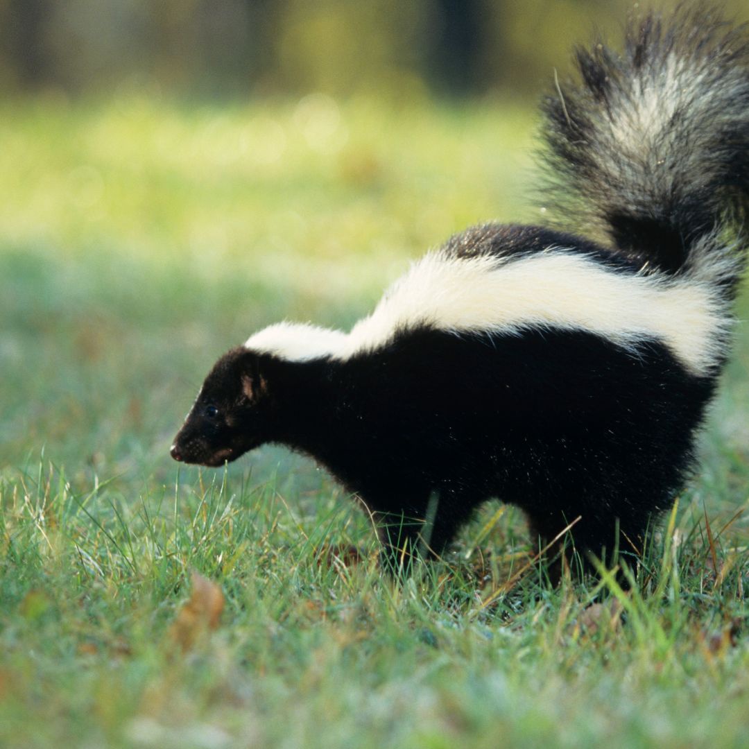 What To Do If Your Dog Sprayed By Skunk?