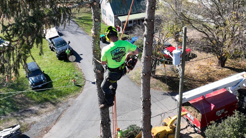 Tree Service Berryville Va: Trust the Experts