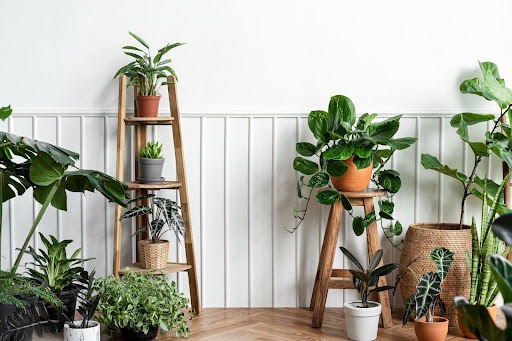 How to use houseplants to improve your home’s air quality