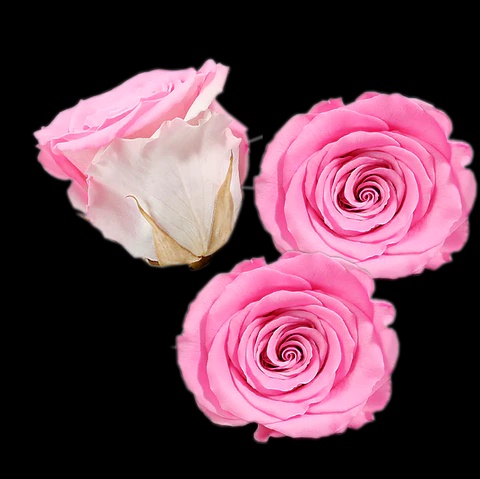 Preserved Fresh Flowers: A Great Alternative to Traditional Bouquets