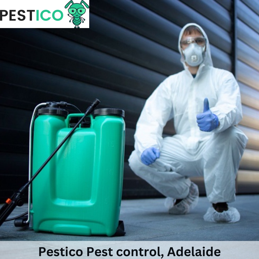 Bedbug Infestation? Here's What You Need to Know About Control in Adelaide