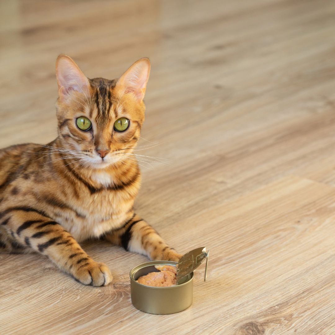 Can Cats Eat Chocolate?