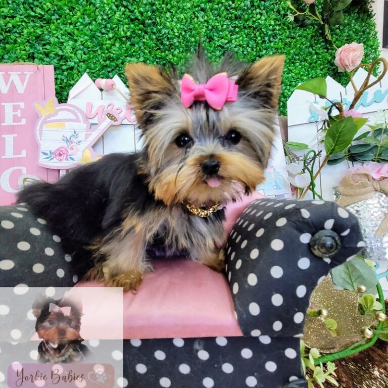 Teacup Yorkie Breeders: Unveiling the Finest Companion for Your Home