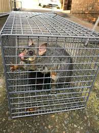 The Ins and Outs of Possum Removal: Why You Need a Professional
