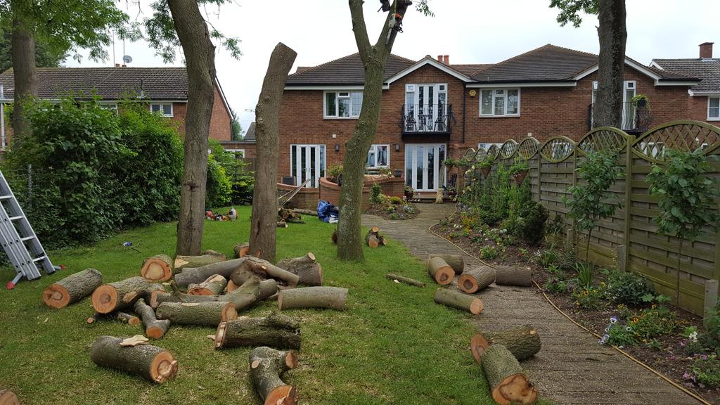 Professional Luton Tree Surgeons for Complete Tree Care