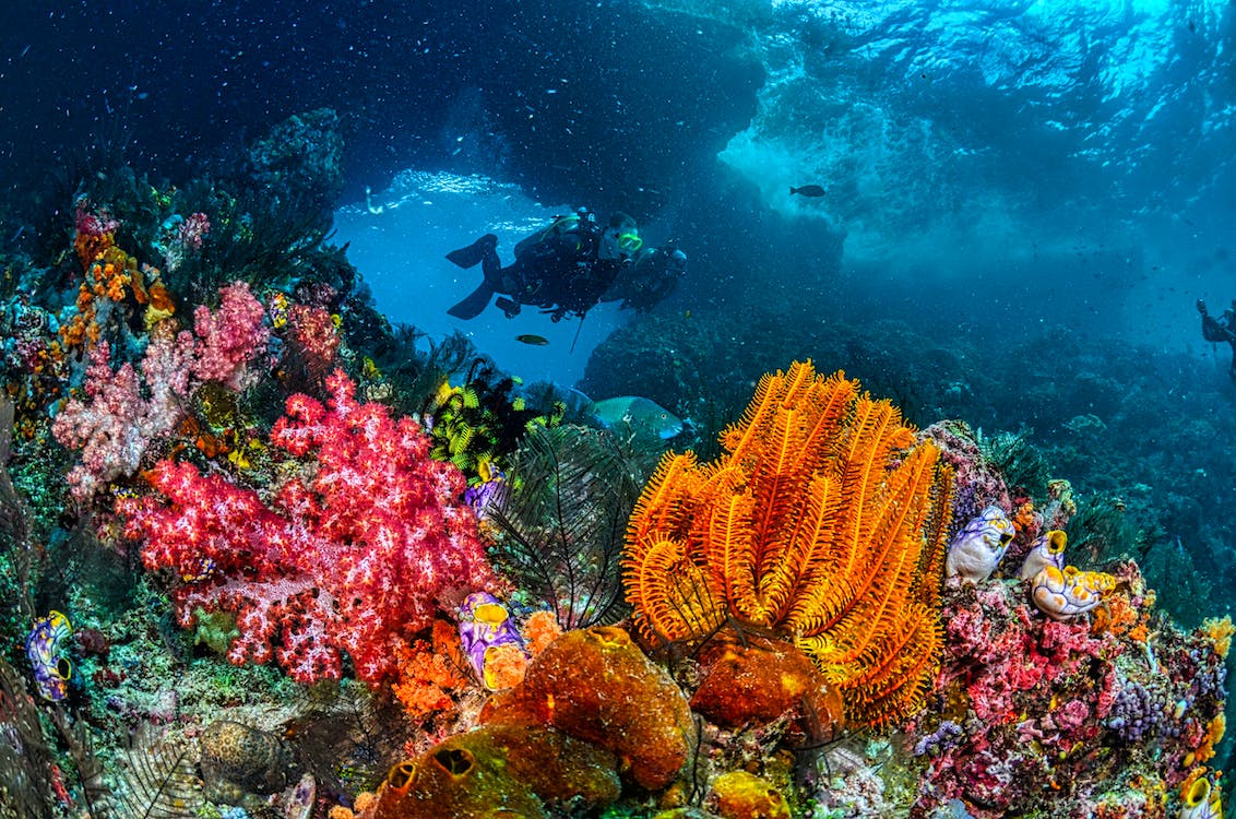 Exploring the Depths: Diving Cancun's Stunning Underwater World