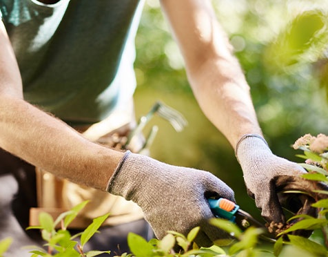 The Role Of Professional Lawn Care Services To Protect Your Home