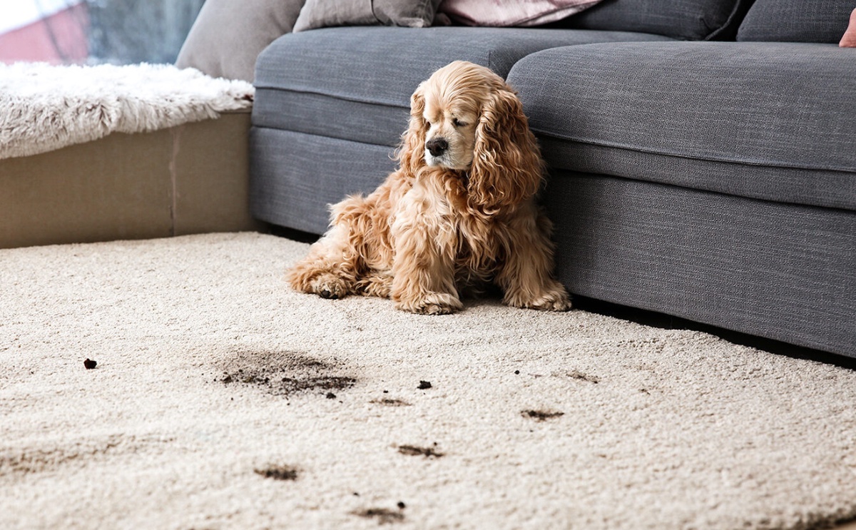 Pet Stain and Odor Removal: Easy DIY Solutions for a Clean and Fresh Home