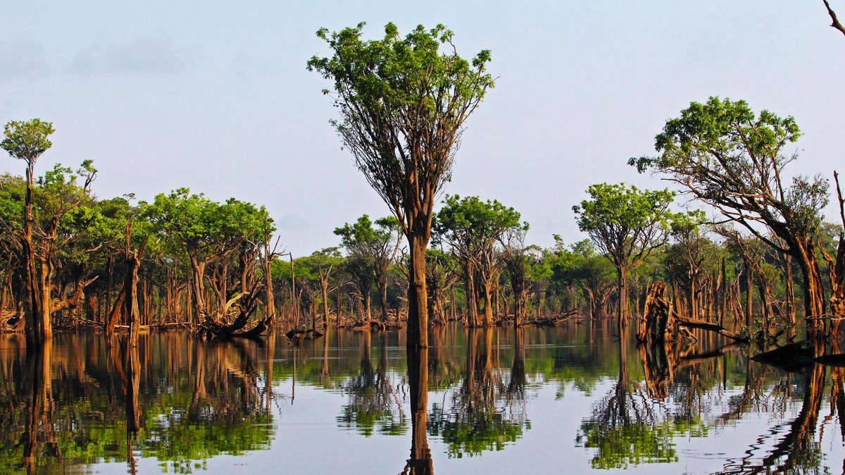 The Lush Landscape of Amazon Rainforest: The World's Green Lung