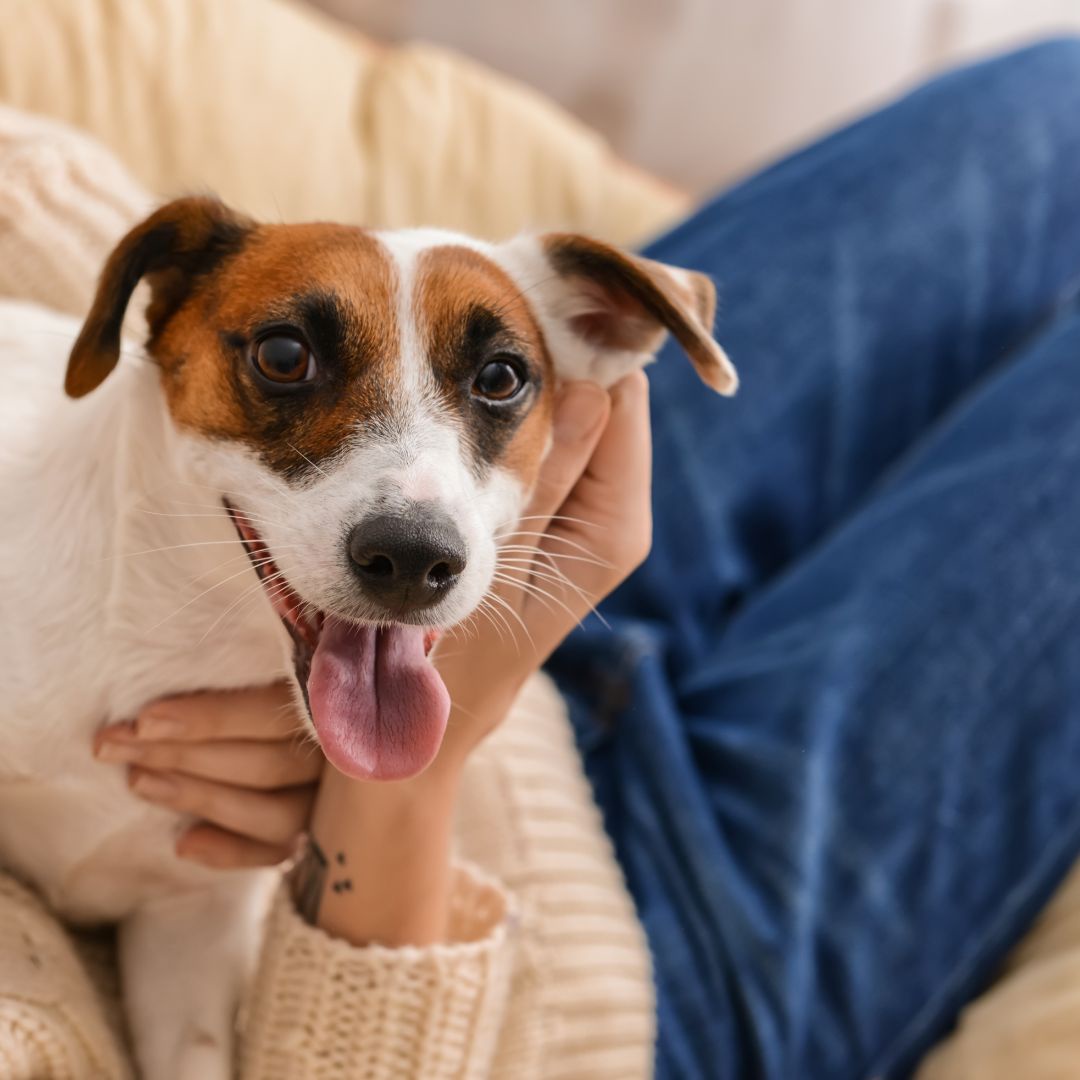 Is Loratadine safe for dogs?