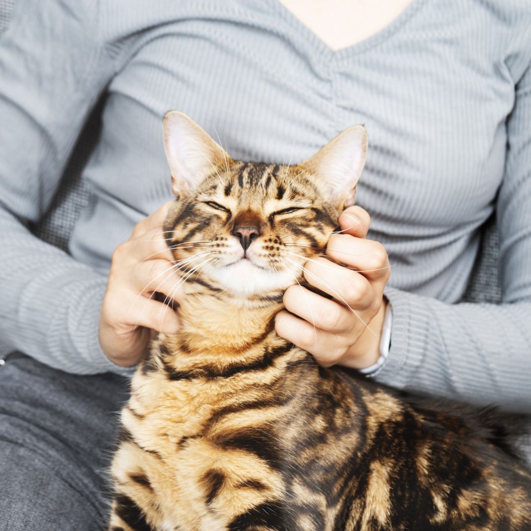 What Is The Use Of Buprenorphine for Cats?