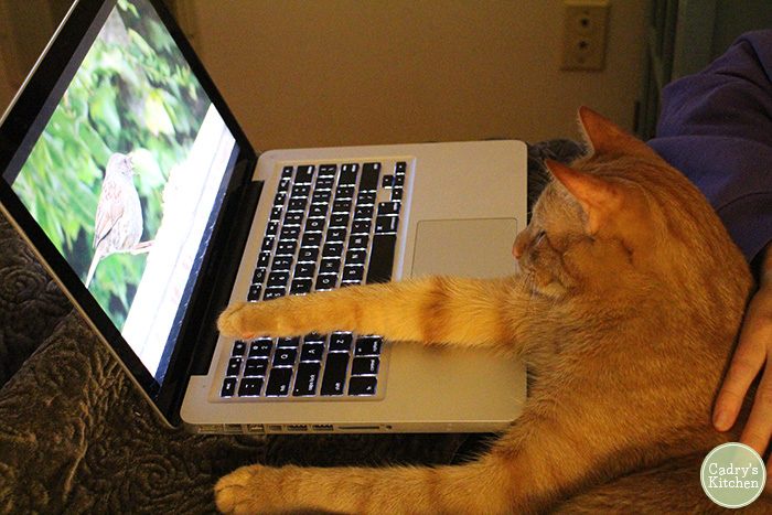 Cat TV: Entertaining Your Feline Companion with Visual Stimuli