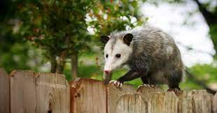 A Step-by-Step Guide: Safely Removing Possums from Your Yard