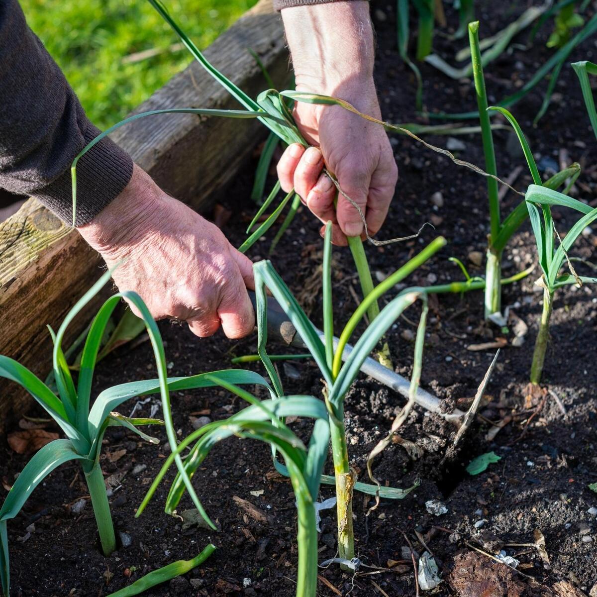 What is an automatic plant waterer, and how does it simplify the task of watering plants