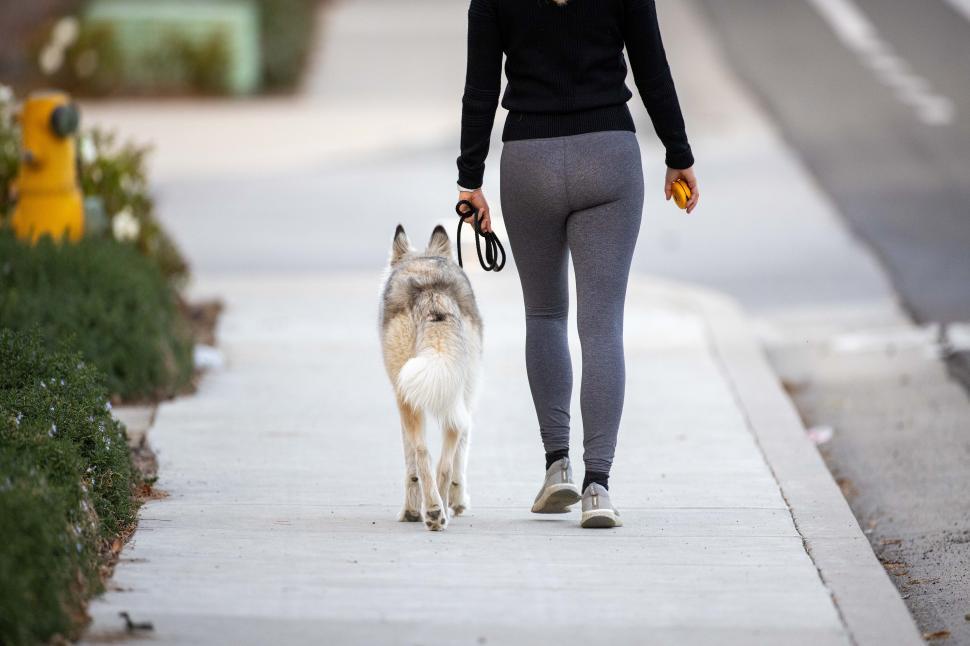 Unleashing Unparalleled Dog Walking Services: Your Pup's Perfect Stroll Companion