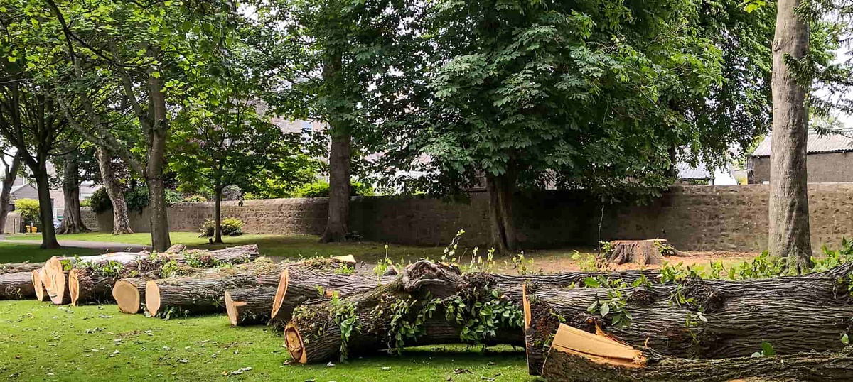 Navigating Urban Change - Understanding Tree Removal in Philadelphia