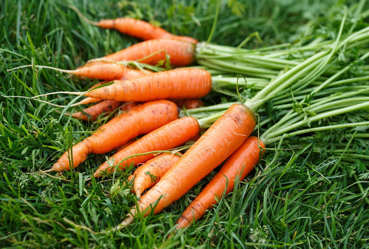 The Carrot Diet: Benefits And Possible Side Effects