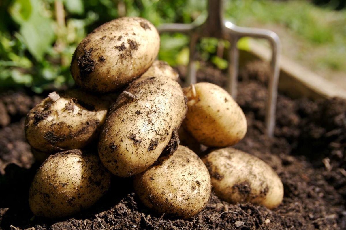 How Healthy Are Potatoes?