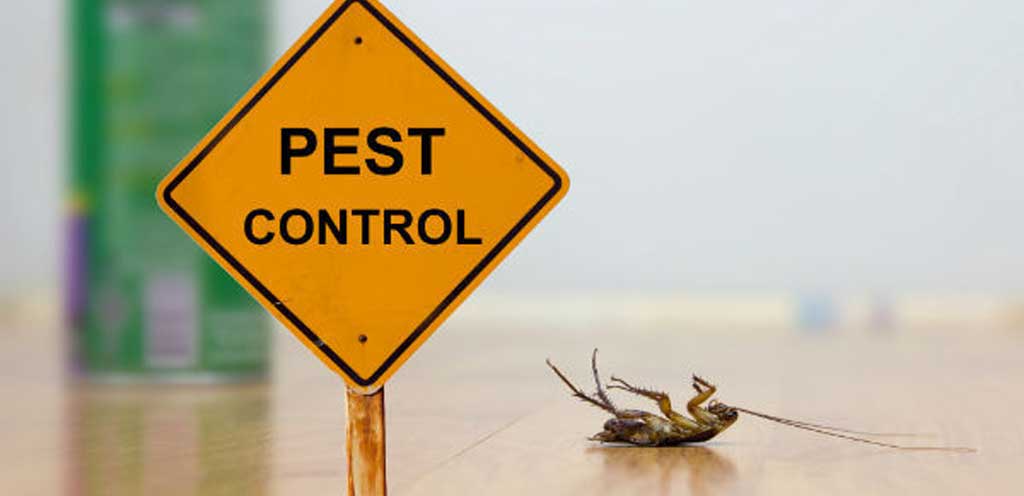 Winning the Battle Against Pests: A Comprehensive Guide to Pest Control