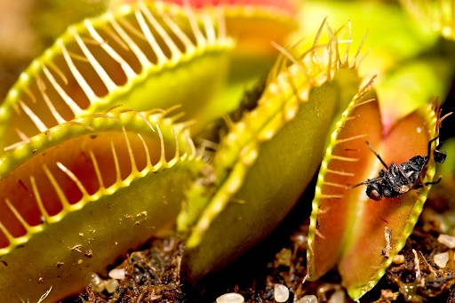 Venus Fly Trap Myths and Facts: What You Need to Know