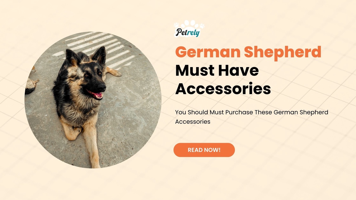 You Should Must Purchase These German Shepherd Accessories