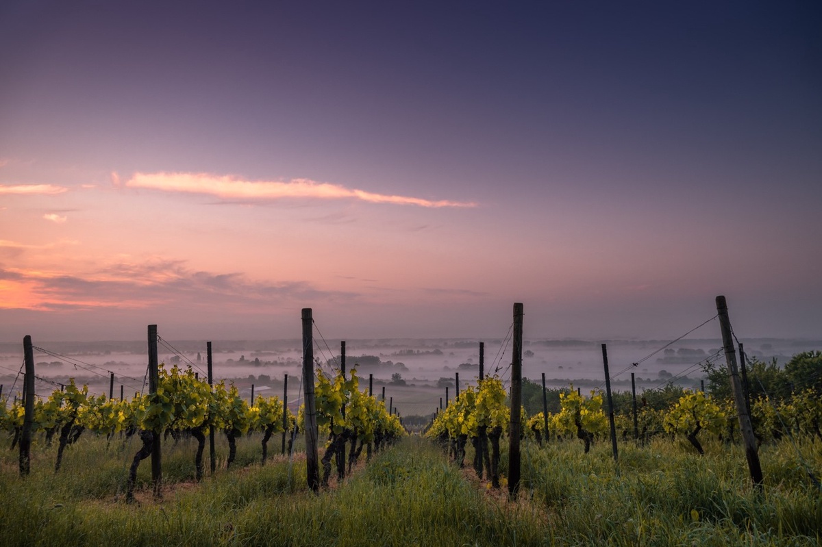 Top 10 Collectible White Wines from Napa Valley