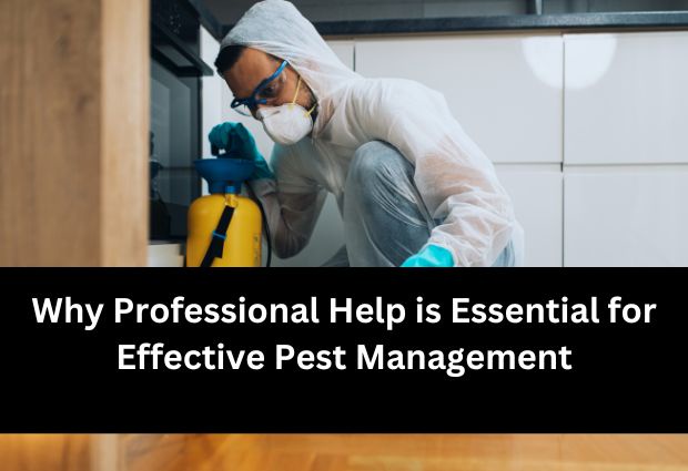 Pest Control Melbourne: Why Professional Help is Essential for Effective Pest Management