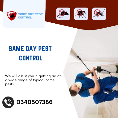 Home Safe Home: Effective Strategies for a Pest-Free Environment