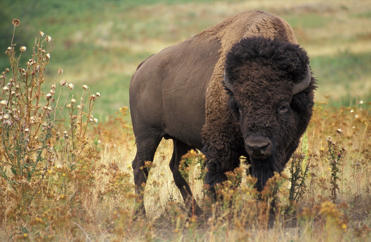 The Nutritional Powerhouse: Bison Meat Protein