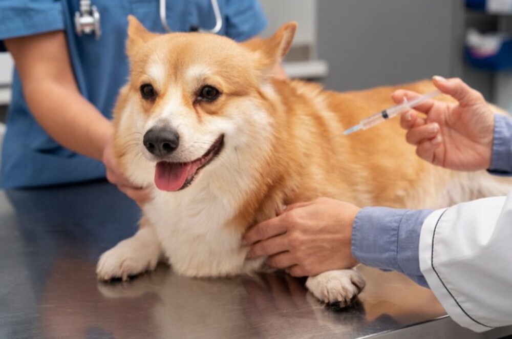 Vaccinating Your Furry Friend: Dog Vaccinations Los Angeles